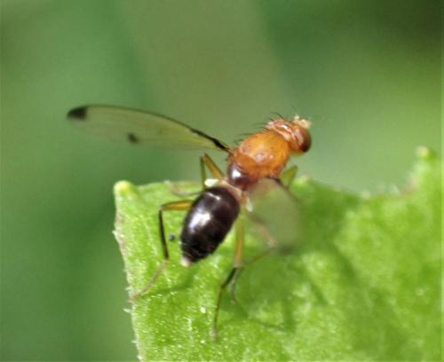 Geomyza venusta